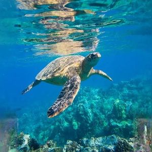 Meet your Posher, Makenzie